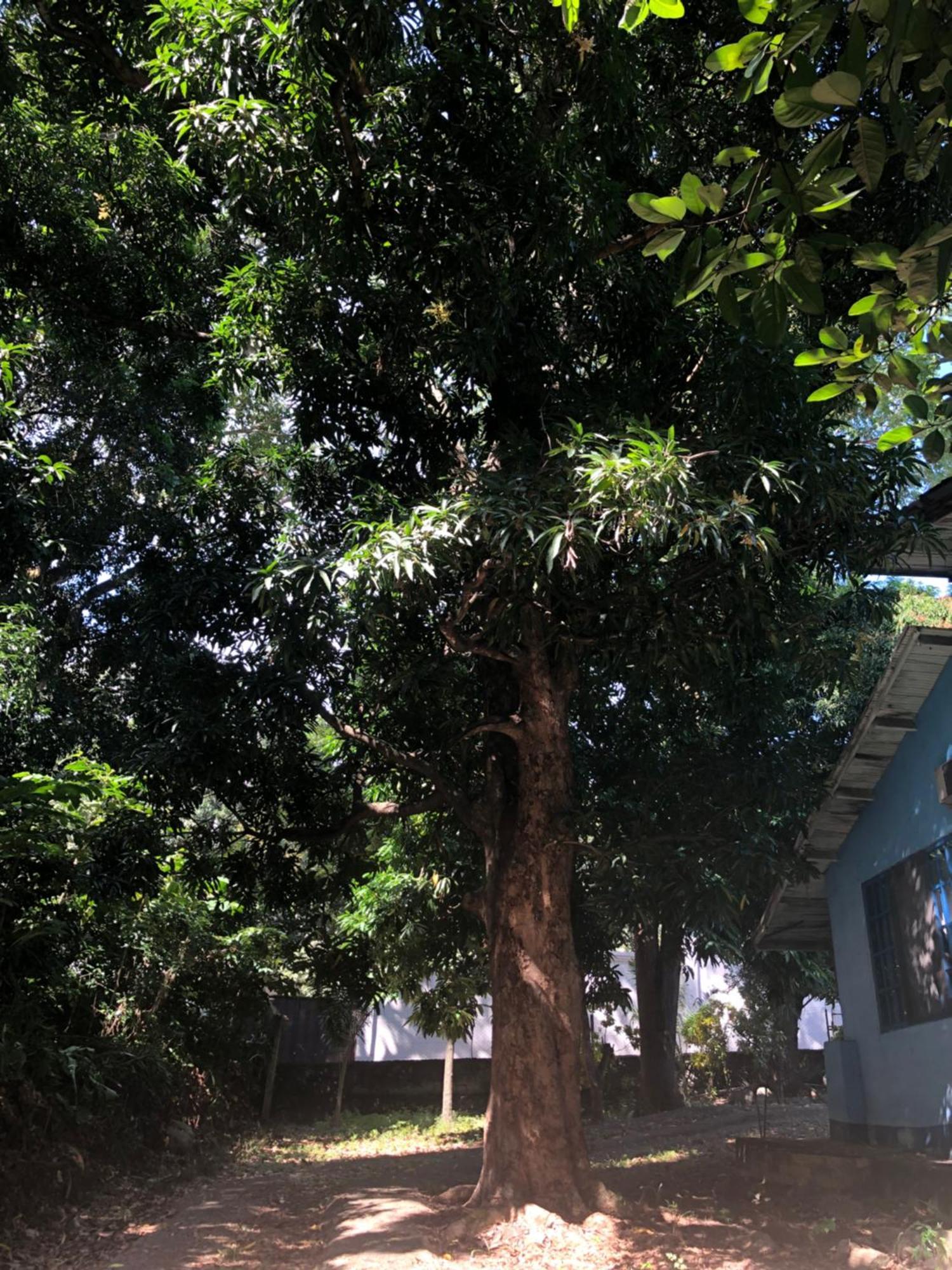 Hostal Juan Lindo San Pedro Sula Exterior photo